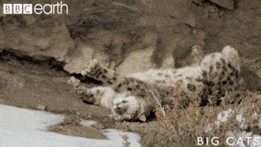 a snow leopard laying on its back in the snow with bbc earth written on the bottom