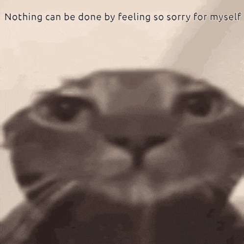 a cat with the words nothing can be done by feeling so sorry for myself on the bottom