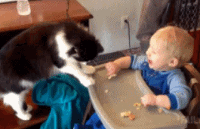 Children Desperate Cat GIF - Children Desperate Cat Baby GIFs