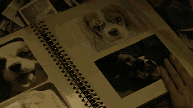 My Dog The Age Of Adaline GIF - My Dog The Age Of Adaline Reminiscing GIFs