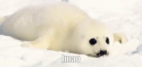 Lmao Seal GIF - Lmao Seal Baby Harp Seal GIFs