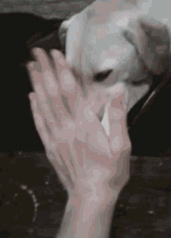 a person is giving a dog a high five while the dog looks on .