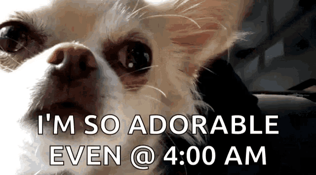 a close up of a chihuahua with the words i 'm so adorable even @ 4:00 am written below it .