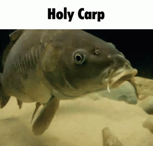 Carp Fish GIF
