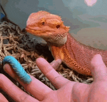 a lizard is sitting on a person 's hand with a blue worm on its finger