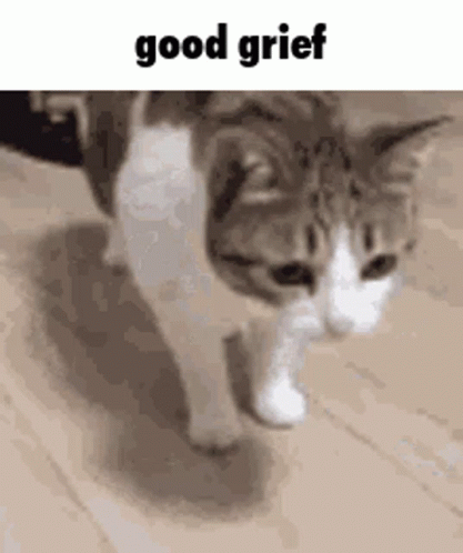 Cat Good Grief GIF - Cat Good Grief GIFs