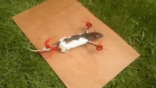 Rat Rat Drone GIF - Rat Rat Drone Ratcopter GIFs