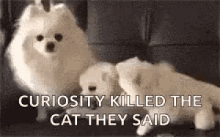 a pomeranian dog and two kittens are sitting on a couch .
