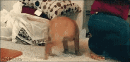 Frustrated Puppy GIF - Frustrated Puppy GIFs