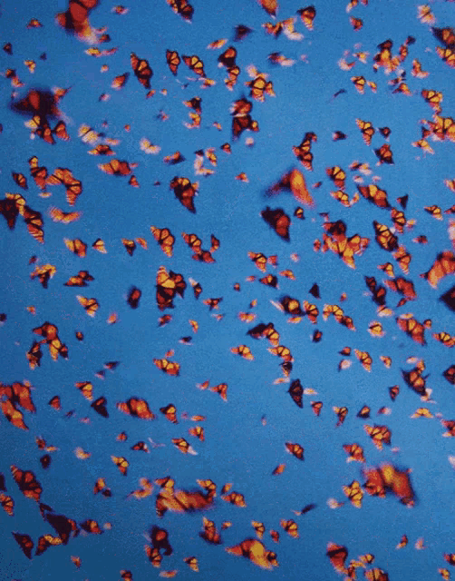 a bunch of butterflies are flying in the sky