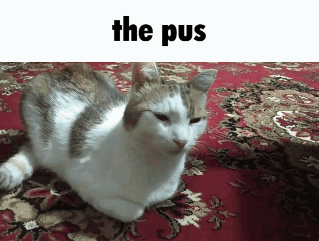 The Pus Pusya GIF - The Pus Pusya Cat GIFs