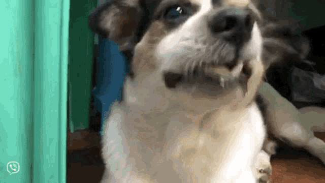 a close up of a dog looking at the camera with a whatsapp icon in the corner