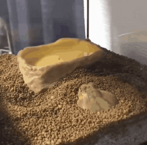 a yellow container sits on top of a pile of dirt
