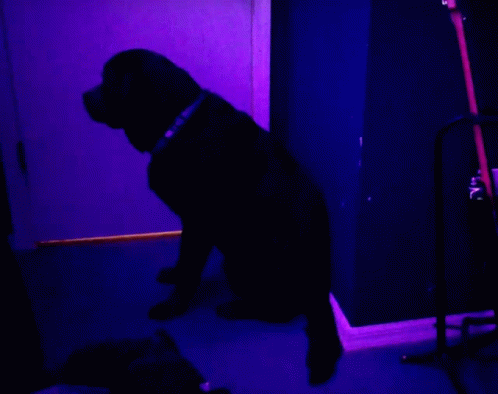 Vibing Dog Goosesays GIF - Vibing Dog Goosesays GIFs