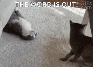 a black and white photo of two cats playing with each other .