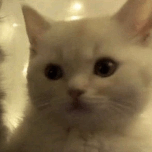 Cat Meme GIF - Cat Meme Cat GIFs