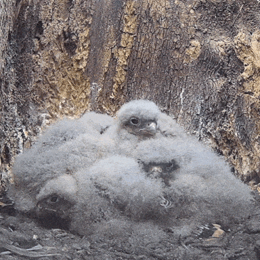 three baby birds are sitting on top of each other
