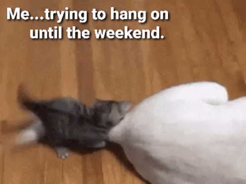 Kitten Funny GIF - Kitten Funny Hang In There GIFs