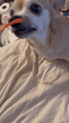a dog with a toothbrush in its mouth is laying on a bed looking at the camera