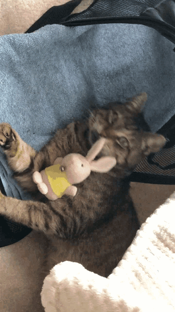 a cat laying on a blue blanket with a stuffed bunny
