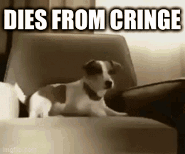 a dog is laying on a couch with the words dies from cringe written above it