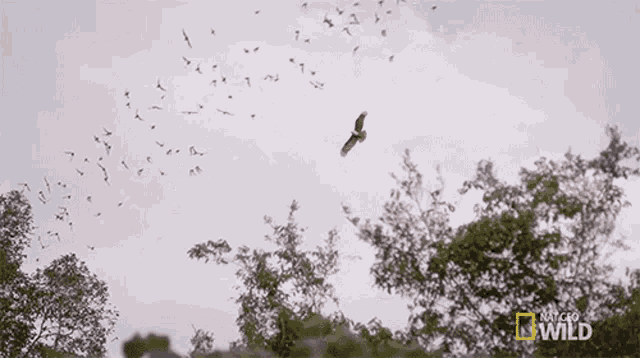 Flying The Bat Gauntlet GIF - Flying The Bat Gauntlet Eagle GIFs