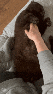 a person petting a black cat on a bed