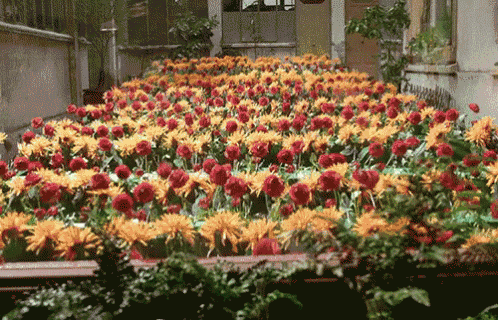 a bunch of red and yellow flowers are lined up in a garden