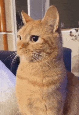a close up of an orange cat sitting on a couch looking at the camera