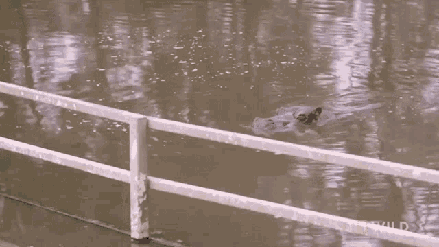 Swimming National Geographic GIF - Swimming National Geographic Secrets Of The Zoo Down GIFs