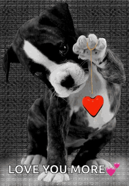 a black and white photo of a dog holding a red heart and the words love you more