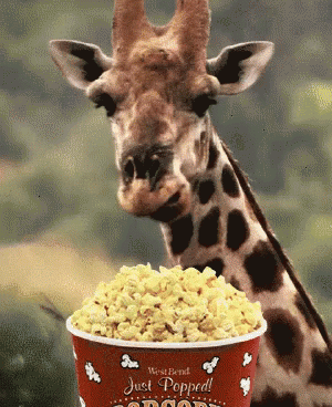 长颈鹿 吃 嚼 爆米花 GIF - Giraffe Eat Chew GIFs