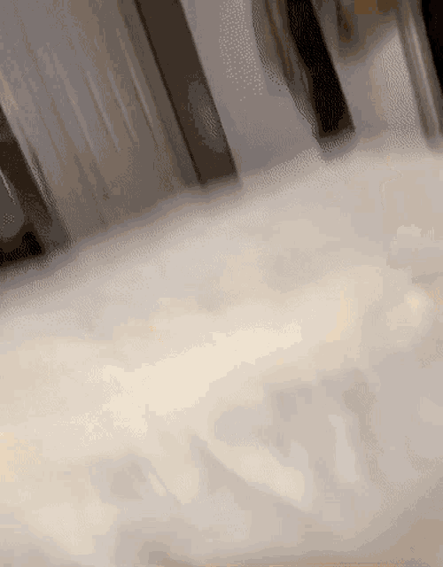 Cat Whatyousay GIF