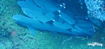 Sharks Shark Cuddle GIF - Sharks Shark Shark Cuddle GIFs