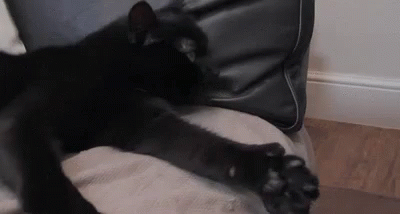 Cat Thumbs Up GIF - Cat Thumbs Up Funny Animals GIFs