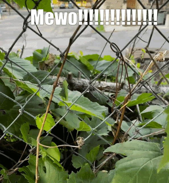 Mewo Cat GIF - Mewo Cat Cafe Dreams GIFs