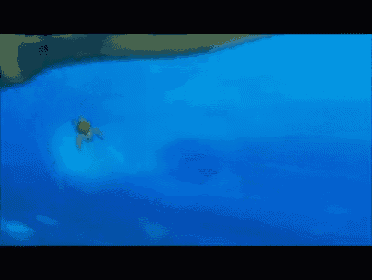 a person is swimming in the ocean with a turtle in the background