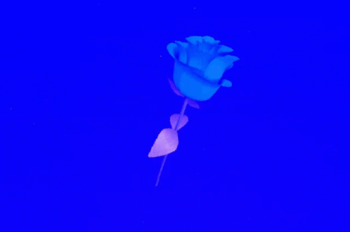 Blue Rose Stains GIF - Blue Rose Stains Spinning GIFs
