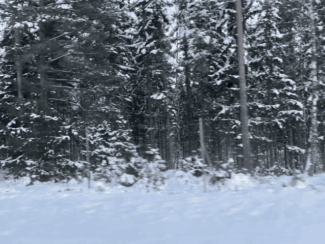 a snowy forest with trees covered with snow