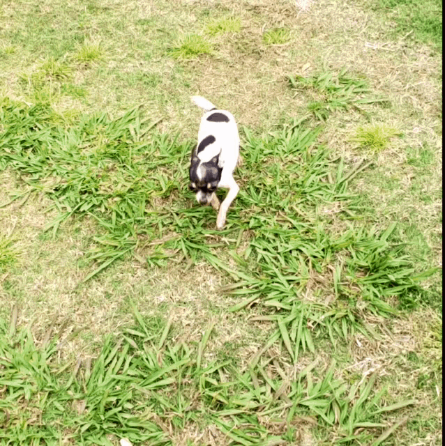a black and white dog is walking through a field of grass