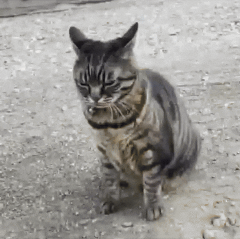 a cat with a collar is sitting on the ground with its eyes closed