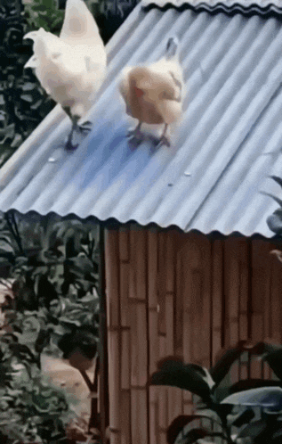 two chickens are standing on a tin roof next to a wooden building
