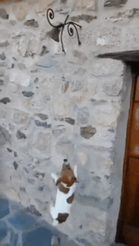 a dog is hanging from a bell hanging from a stone wall