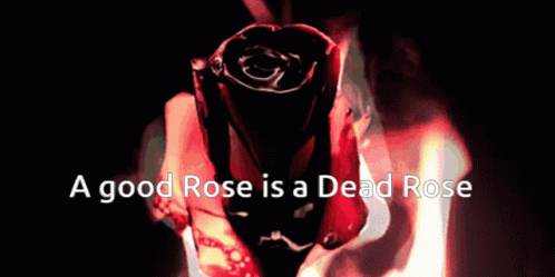 Rose Burning GIF - Rose Burning Dead Rose GIFs