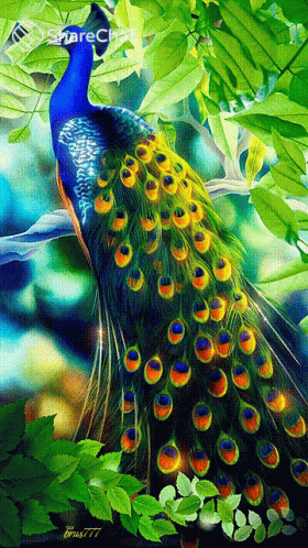 Peacock मोर GIF - Peacock मोर सुंदर GIFs