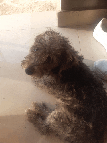 a small dog laying on a tiled floor