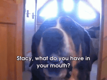 a dog with the words stacy what do you have in your mouth on it