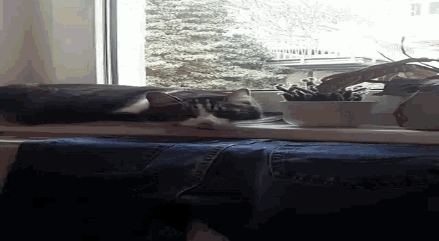 a cat is sitting on a window sill looking out .