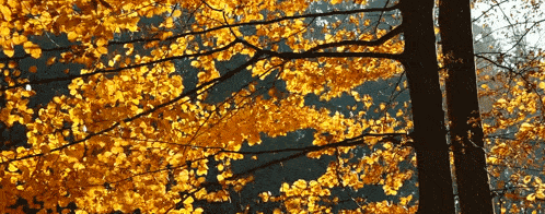 Nature Autumn GIF - Nature Autumn Trees GIFs