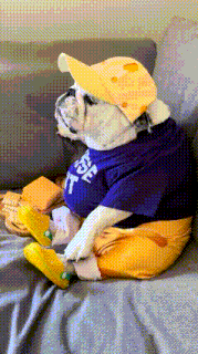 a bulldog wearing a blue shirt that says " cheese " sits on a couch